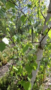 Informacja – zero tolerancji dla chamstwa 20250425 110221 169x300